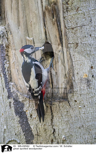 great spotted woodpecker / WS-09582
