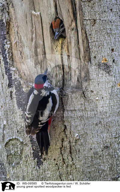 young great spotted woodpecker is fed / WS-09585