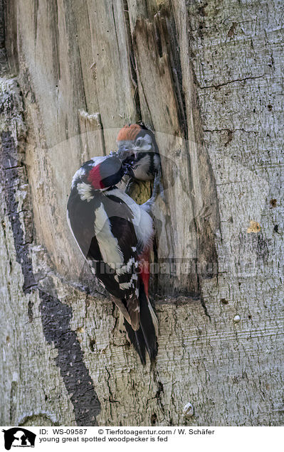 young great spotted woodpecker is fed / WS-09587