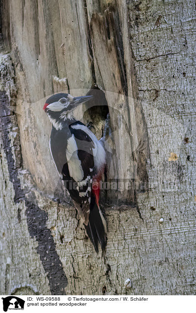great spotted woodpecker / WS-09588