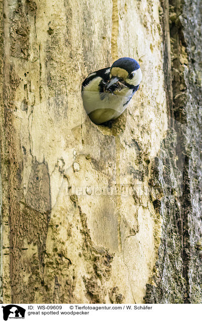 great spotted woodpecker / WS-09609