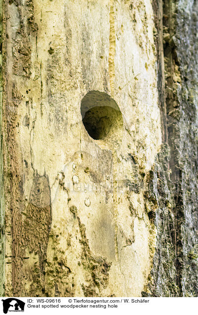 Great spotted woodpecker nesting hole / WS-09616