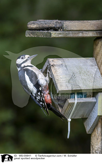 great spotted woodpecker / WS-09841