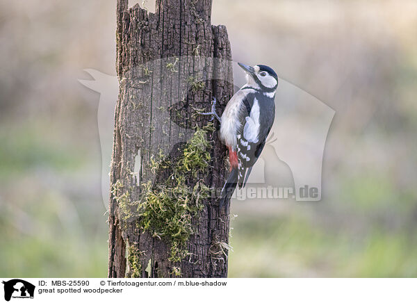 great spotted woodpecker / MBS-25590
