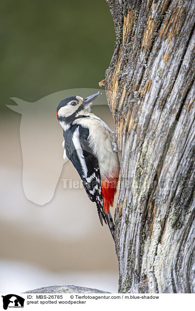 great spotted woodpecker / MBS-26785