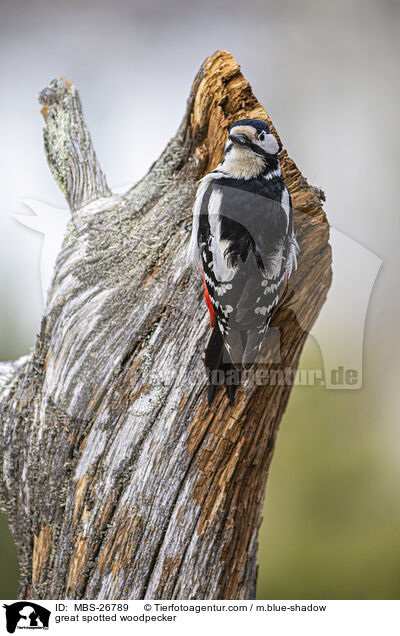great spotted woodpecker / MBS-26789