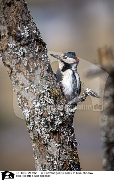 great spotted woodpecker / MBS-26792