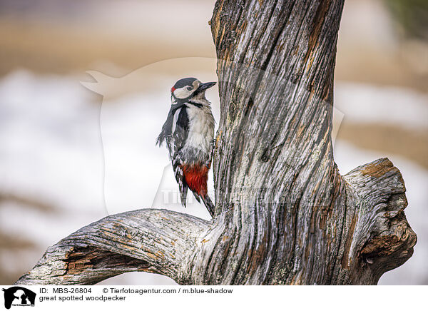 great spotted woodpecker / MBS-26804