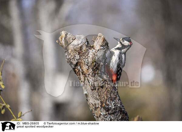 great spotted woodpecker / MBS-26805
