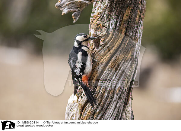 great spotted woodpecker / MBS-26814