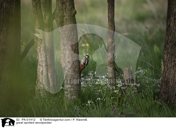 great spotted woodpecker / PK-01412
