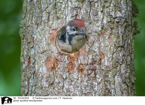 great spotted woodpecker / FH-02305