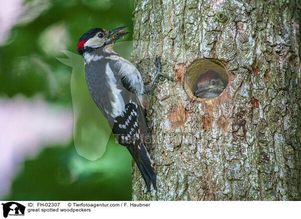 great spotted woodpeckers / FH-02307