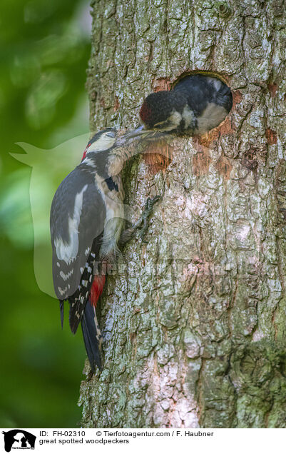 great spotted woodpeckers / FH-02310