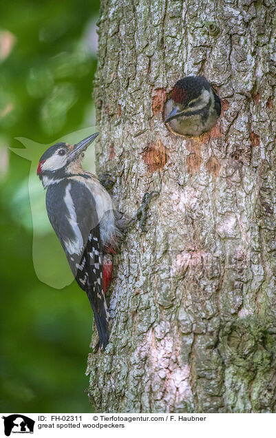 great spotted woodpeckers / FH-02311