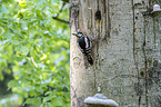 great spotted woodpeckers