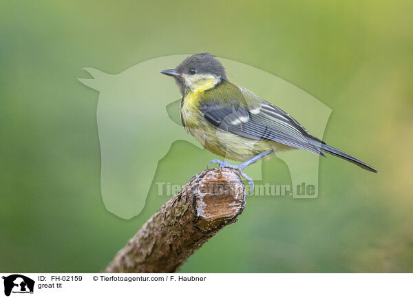 great tit / FH-02159