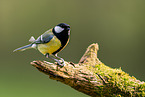 Great tit sits on branch