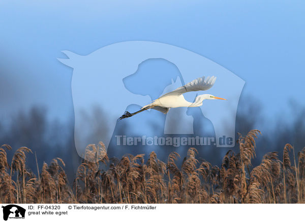great white egret / FF-04320