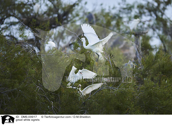 Silberreiher / great white egrets / DMS-09917