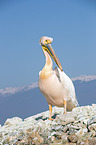 standing Great White Pelican