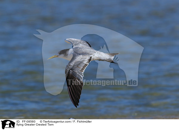 flying Greater Crested Tern / FF-08560