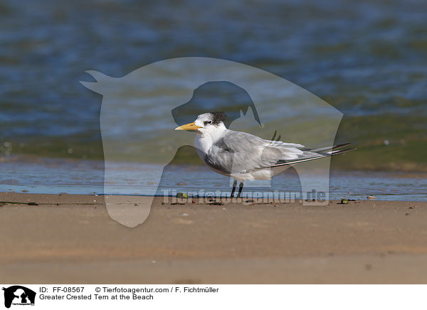 Greater Crested Tern at the Beach / FF-08567