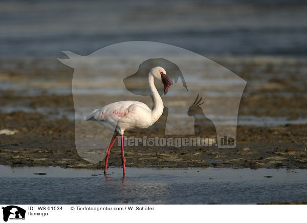 flamingo / WS-01534