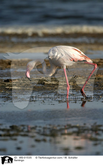 flamingo / WS-01535