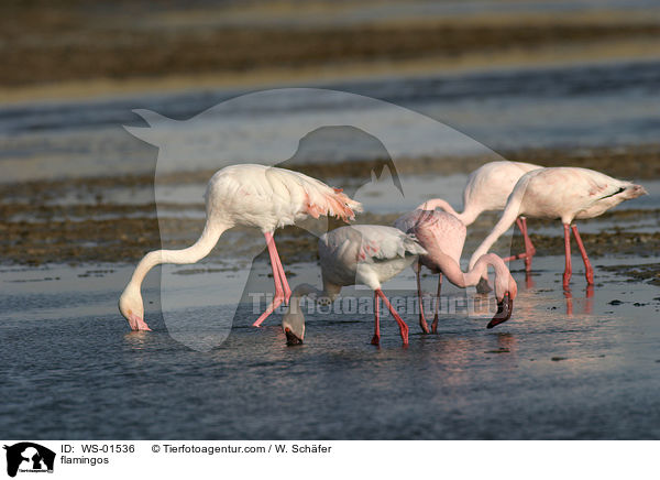 flamingos / WS-01536