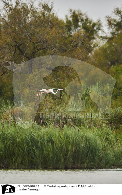 greater flamingo / DMS-09937