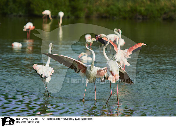 greater flamingos / DMS-10038