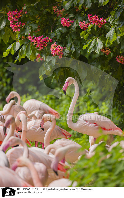 greater flamingos / PW-15371
