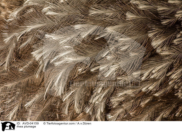 rhea plumage / AVD-04159