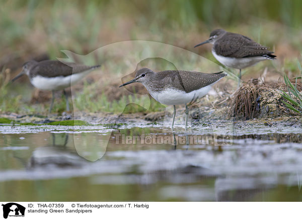 standing Green Sandpipers / THA-07359