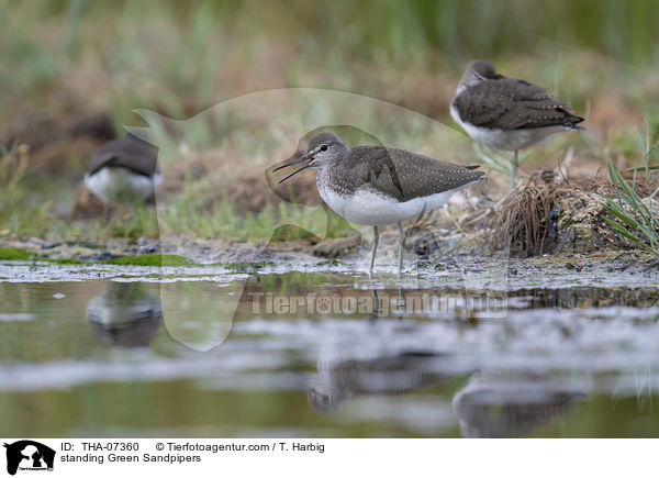 standing Green Sandpipers / THA-07360