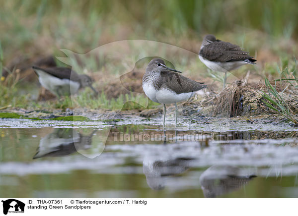 standing Green Sandpipers / THA-07361
