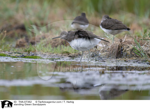 standing Green Sandpipers / THA-07362