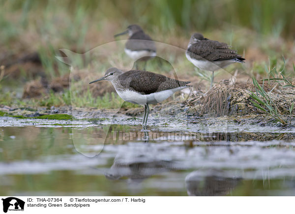 standing Green Sandpipers / THA-07364