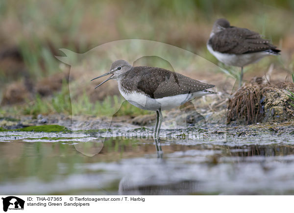 standing Green Sandpipers / THA-07365