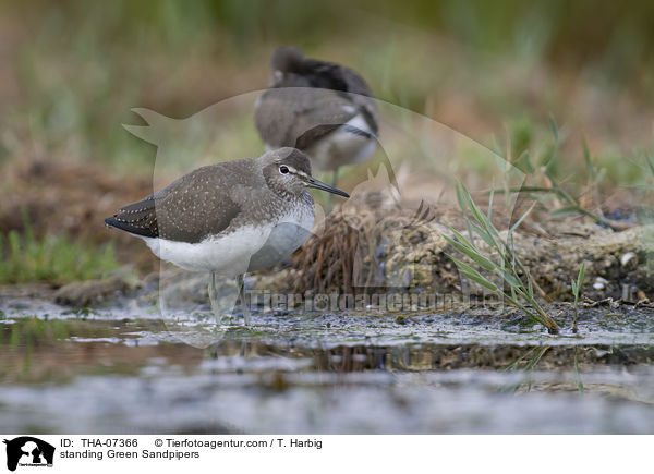 standing Green Sandpipers / THA-07366