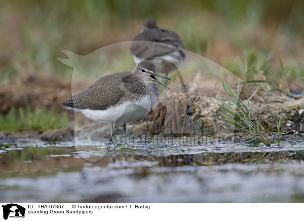 standing Green Sandpipers / THA-07367