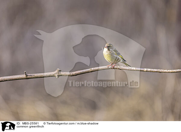 common greenfinch / MBS-25581