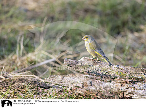 common greenfinch / MBS-25586