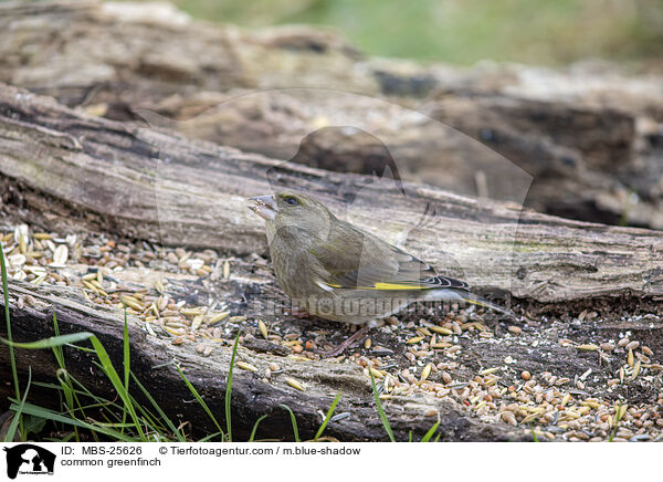 common greenfinch / MBS-25626