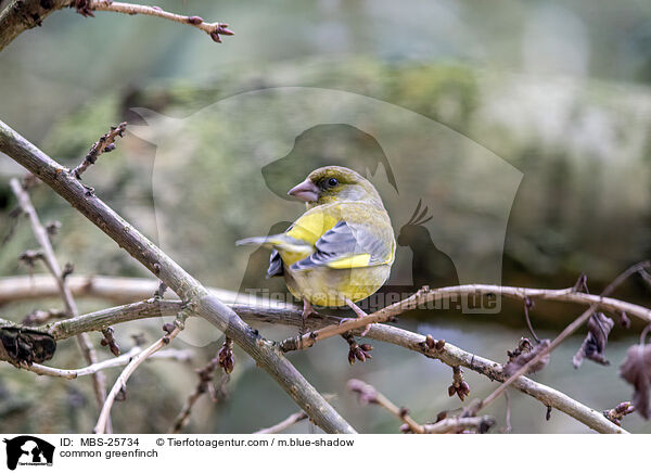 common greenfinch / MBS-25734