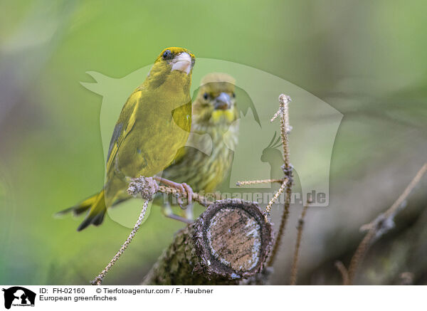European greenfinches / FH-02160