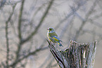 common greenfinch