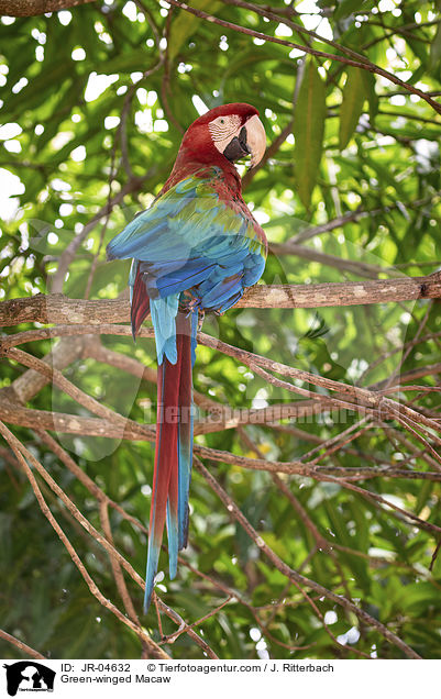 Green-winged Macaw / JR-04632