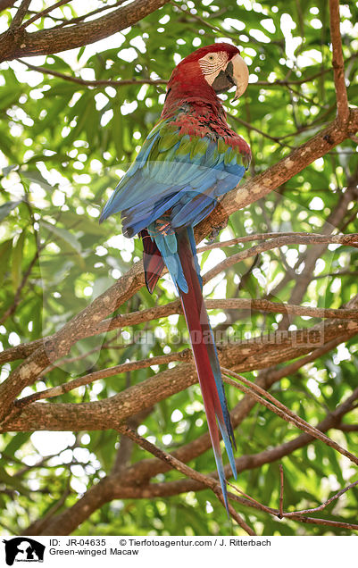 Green-winged Macaw / JR-04635